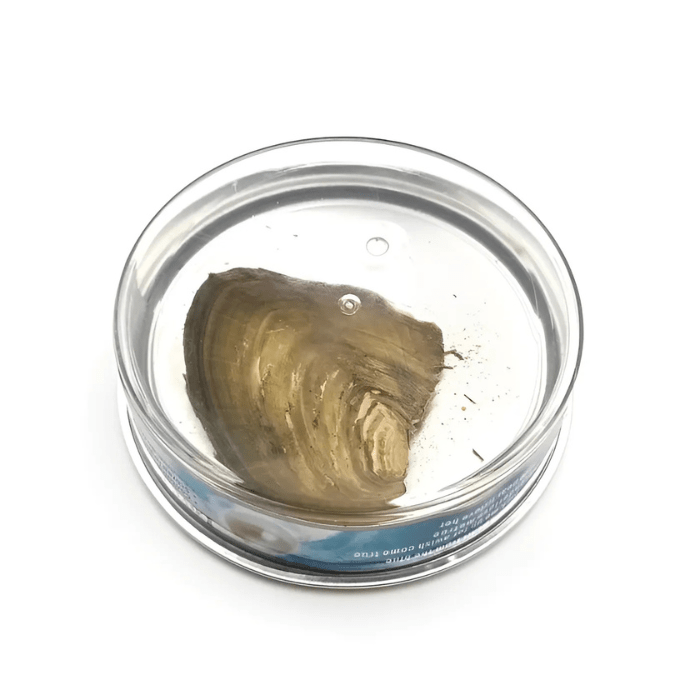 Pearl Necklace DIY Gift Box - Sphere Standouts